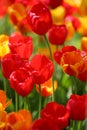 Beautiful colored red and yellow tulips on a field