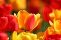 Beautiful colored red and yellow tulips on a field