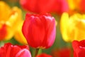 Beautiful colored red and yellow tulips on a field