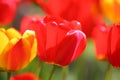 Beautiful colored red and yellow tulips on a field