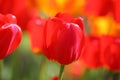 Beautiful colored red and yellow tulips on a field