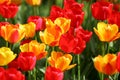 Beautiful colored red and yellow tulips on a field