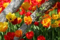 Beautiful colored red and yellow tulips on a field