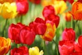 Beautiful colored red and yellow tulips on a field