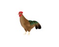 A beautiful colored rooster looking into the distance. Vector illustration on white background
