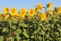 Colored sunflowers in the Emilia Romagna countryside Royalty Free Stock Photo