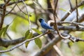 Swallow Tanager, Brazil