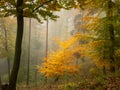 A beautiful colored tree in the forest in autumn Royalty Free Stock Photo