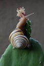 A beautiful colored tree snail is  looking for food. Royalty Free Stock Photo