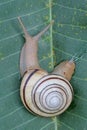 A beautiful colored tree snail is looking for food. Royalty Free Stock Photo