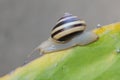 A beautiful colored tree snail is looking for food. Royalty Free Stock Photo