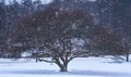 Beautiful colored tree in snowfall