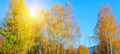 Beautiful colored trees in autumn landscape and sun. Wide photo Royalty Free Stock Photo