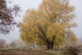 Morning Beautiful colored trees with lake in autumn, landscape photography. Late autumn and early winter period. Outdoor and natur Royalty Free Stock Photo