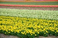 Beautiful colored tulip fields in the Netherlands in springtime Royalty Free Stock Photo