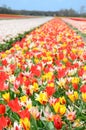 Beautiful colored tulip fields in the Netherlands in springtime Royalty Free Stock Photo