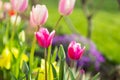 Beautiful colored tulips in a flower bed in the garden, garden landscaping. Spring Royalty Free Stock Photo