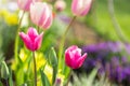 Beautiful colored tulips in a flower bed in the garden, garden landscaping. Spring Royalty Free Stock Photo