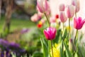 Beautiful colored tulips in a flower bed in the garden, garden landscaping. Spring Royalty Free Stock Photo