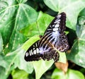 Beautiful colorfful butterfly Royalty Free Stock Photo