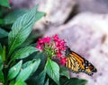 Beautiful colorfful butterfly Royalty Free Stock Photo