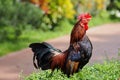 Beautiful Colorfu bantam chicken resting on a bush Royalty Free Stock Photo