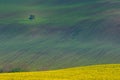 Beautiful and colorful abstract landscape, with rolling hills, green wheat fields and yellow rape fields in South Moravia, Czech Royalty Free Stock Photo