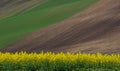 Beautiful and colorful abstract landscape, with rolling hills, green wheat fields and yellow rape fields in South Moravia, Czech Royalty Free Stock Photo