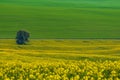 Beautiful and colorful abstract landscape, with rolling hills, green wheat fields and yellow rape fields in South Moravia, Czech Royalty Free Stock Photo