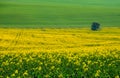 Beautiful and colorful abstract landscape, with rolling hills, green wheat fields and yellow rape fields in South Moravia, Czech Royalty Free Stock Photo