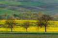 Beautiful and colorful abstract landscape, with rolling hills, green wheat fields and yellow rape fields in South Moravia, Czech Royalty Free Stock Photo