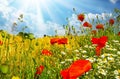 Beautiful colorful agriculture field landscape in summer, wild red corn poppy and white chamomile flowers Papaver rhoeas, summer Royalty Free Stock Photo