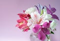 Beautiful colorful Alstroemeria flowers in full bloom with green leaves. . Peruvian Lily.Bouquet of flowers on pink background Royalty Free Stock Photo