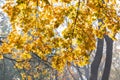 Beautiful colorful autumn branch maple with backlight