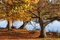 Beautiful colorful Autumn Fall lakeside sunrise misty morning vibrant landscape image Royalty Free Stock Photo