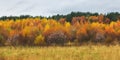 Beautiful colorful autumn forest, cloudy rainy weather.