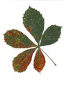 Beautiful colorful autumn leaf of marron, horse chestnut isolated on white background