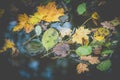 Beautiful colorful autumn leafs on the water Royalty Free Stock Photo
