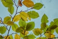 Beautiful colorful autumn leaves in forest