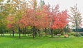 Autumn scenery park Royalty Free Stock Photo