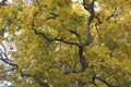 Beautiful Colorful Autumn Leaves,yellow and green leaves