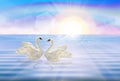 White Swans couple on lake rainbow sky wallpaper Royalty Free Stock Photo