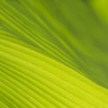 Beautiful and colorful banana leaves as background Royalty Free Stock Photo