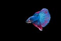 Beautiful colorful of betta fish