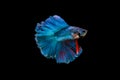 Beautiful colorful of betta fish