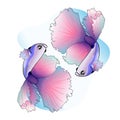 Beautiful colorful betta fish vector