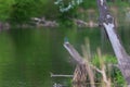 Beautiful colorful bird Kingfisher sitting on a tree branch. Its feather color is blue and orange. Wild photo Royalty Free Stock Photo