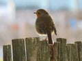 Beautiful colorful bird posing for the photo on a fence Royalty Free Stock Photo