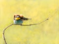 Beautiful colorful bird sitting on a twig, European Bee-eater, Merops apiaster