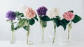 beautiful colorful blooming flowers of hydrangea in glass vases Royalty Free Stock Photo